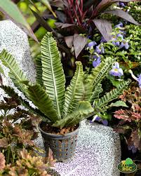 Image result for Asplenium uschiae