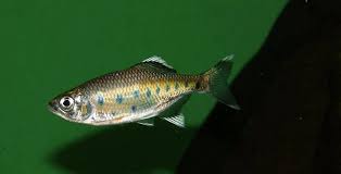 Jerdon's baril (barilius canarensis) is a fish in the genus barilius of the family cyprinidae. Barilius Canarensis Comunidadacuario