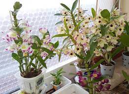 How To Care For A Dendrobium Nobile Orchid With Pictures Smart Garden Guide