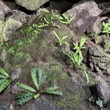Image result for Asplenium