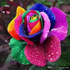 In this video, i will u show you how to graft or bud roses.i.e. Buy Online Egrow 200pcs Rainbow Rose Seeds Rare Colorful Flower Potted Plant Garden Bonsai Alitools