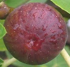 Second, i thin the new branches, just chop and drop, anything that comes in from early august. Pin On Mes Enregistrements