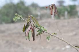 Image result for Sporobolus agrostoides