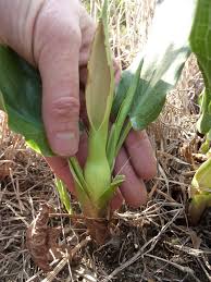 Image result for Stylochaeton