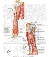 This image added by admin. Muscles Of The Arm Anterior And Posterior Views