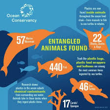 Pin By Meredith Seidl On Fun Animal Facts Animal Infographic Ocean Food Kids Learning Tools