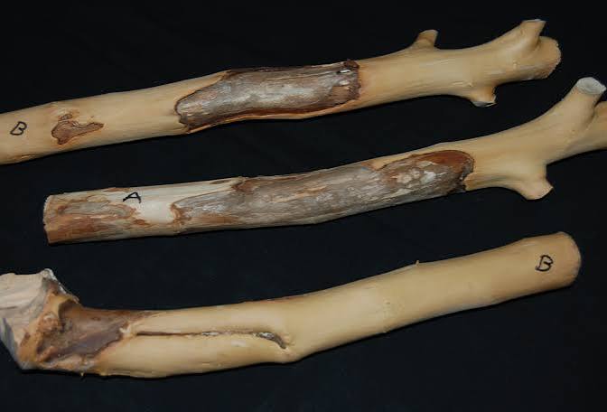 Lightning damage on apple trees » Tree Fruit Diseases: Observations and Archives