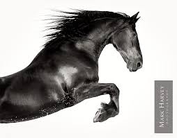 Beautiful Black And White Horse Photography Flying Friesian Black White Free Jumping Horses Fine Art Photography Striking Movement Uk Horse Photogr Horse Photographer Horses Equine Inspiration
