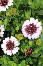 Image result for foto Osteospermum