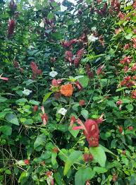 Image result for Justicia petiolaris