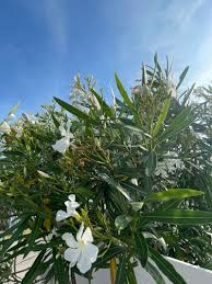 Image result for Nerium oleander