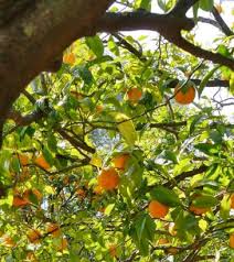 Les agrumes se développent sur des sols aussi différents que des alluvions peu argileuses, des le marché des agrumes devient de plus en plus exigeant et impose des cahiers de charges de plus en. Quels Agrumes Planter Dans Un Jardin