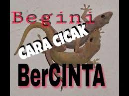 Ternyata Begini Cara Cicak Kawin Youtube