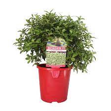 Pittosporum is one of the most popular 'go to' native shrubs for hedging, shelter, shrubbery and screens. 1 3l Little Gem Border It Range Pittosporum Tenuifolium Bunnings New Zealand