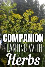 Cabbage worms, cucumber beetles, mexican bean beetles, carrot flies, cabbage moths—all kinds of pests can plague vegetable gardens. Companion Planting With Herbs For A More Robust Garden