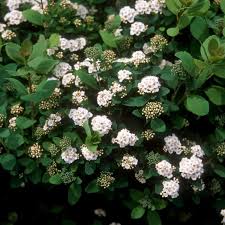 Image result for Turraea wakefieldii