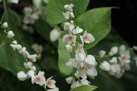 Image result for Cryptosepalum exfoliatum