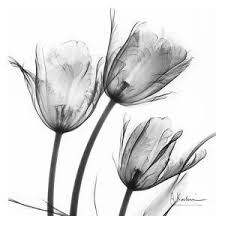 Join prime to save $8.40 on this item. Black White Flower Photography Prints Posters And Wall Art Art Com