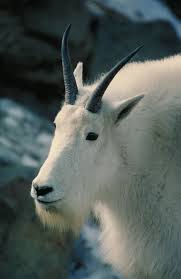 You Are Greatly Admired And Don T Even Know It Capricorn Goat Animals Goats Mountain Goat