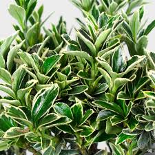 Image result for Euonymus
