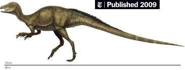 Image result for Dinophora