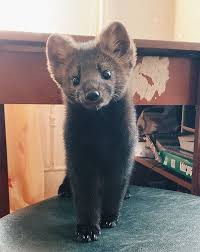 Woman Rescues This Sable From Becoming Someone S Coat Decides To Keep Her As A Pet Since She S Not Fit To Live In The Wild Cute Animals Baby Animals Cute Creatures