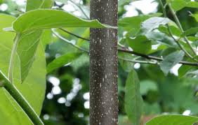 Check spelling or type a new query. Pavlovniya Paulownia Opisanie Vyrashivanie Foto