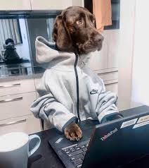 Maybe you would like to learn more about one of these? Hilarious Pictures Of Dogs Working From Home Work Money