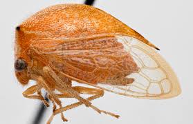 Image result for Buchnera cryptocephala