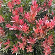 Image result for Callistemon