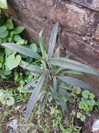 Image result for Barleria mackenii