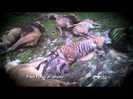 Our free personal ads are full of single women and men in zanesville ohio looking for serious relationships, a little online flirtation, or new friends to go out with. Zanesville Ohio Hunt For Escaped Exotic Animals Youtube