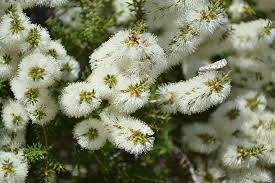Image result for Melaleuca sp. A (Biegel 5741)