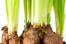 Dig holes for the bulbs and plant them at the right depth. Planting Bulbs Lovetoknow