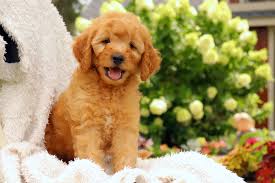 $23753 males/5 females tulip's reserved puppies *click any image to enlarge angie & dorito's litter of mini. Goldendoodle Breeders Near Cortland Ohio