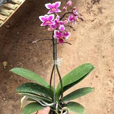 Toko bunga online murah dan florist di jakarta beli pesan kirim jual rangkaian bunga papan murah duka cita standing, mawar valentine hand bouquet, dekorasi melati, parcel. Anggrek Bulan Taiwan Ukuran Mini Jual Anggrek Online Ca Facebook