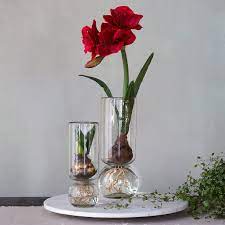 Recycled Glass Bulb Vase Amaryllis Bulbs Bulb Vase Spring Bulbs