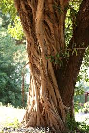 Image result for Ficus stuhlmannii