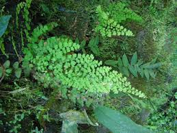 Image result for Ctenium concinnum