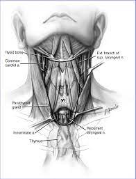 Parathyroid glands these four glands are located just behind the thyroid gland, two on each side. Schematic Anterior View Of The Neck Indicating Boundaries Of The Download Scientific Diagram