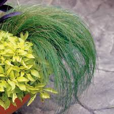 Image result for Melinis tenuissima