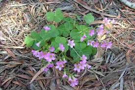 Image result for Oxalis debilis