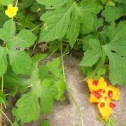 Image result for Cyclantheropsis parviflora