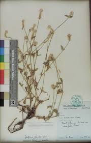 Image result for Gomphrena celosioides