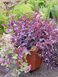 pin on greenhouse best trailing plants for baskets