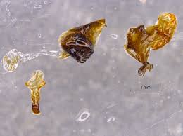 Image result for Corycium dracomontanum