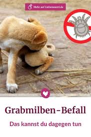 Grabmilben Was Tun Wenn Mein Haustier Befallen Ist Milben Hund Milben Tiere