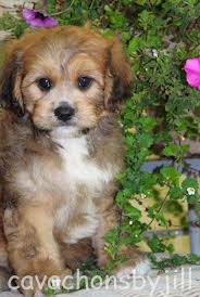 Long, straight or wavy activity. Cavachons By Jill We Breed For Calm Beautiful Cavachons Family Raised Cavachon Puppies Baby Dogs Puppies