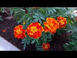 Craig shaw helped me choose and order all the flowers, greenery, and supplies i needed to support the team of volunteers who would build the arrangements. Marigold Flower Wholesaler Wholesale Dealers In India