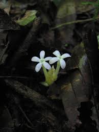 Image result for Voyria